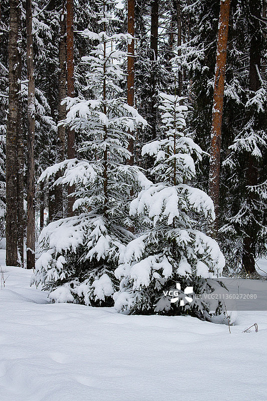 雪原上的树木，俄罗斯图片素材