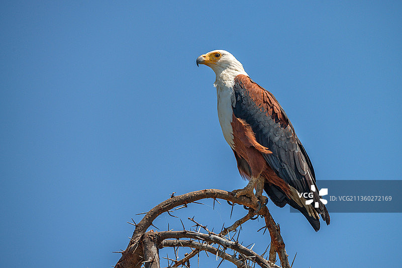 非洲海雕栖息在树枝上的仰视角度照片图片素材