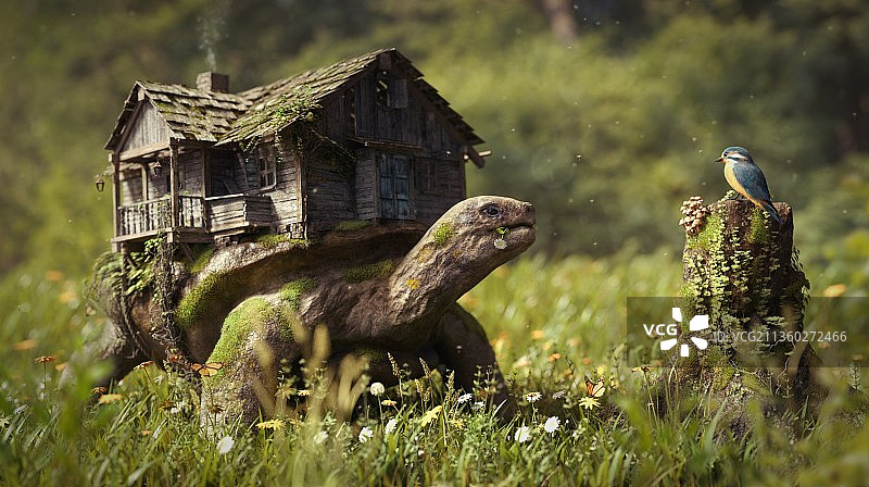 乌龟观看小鸟，表情可爱图片素材