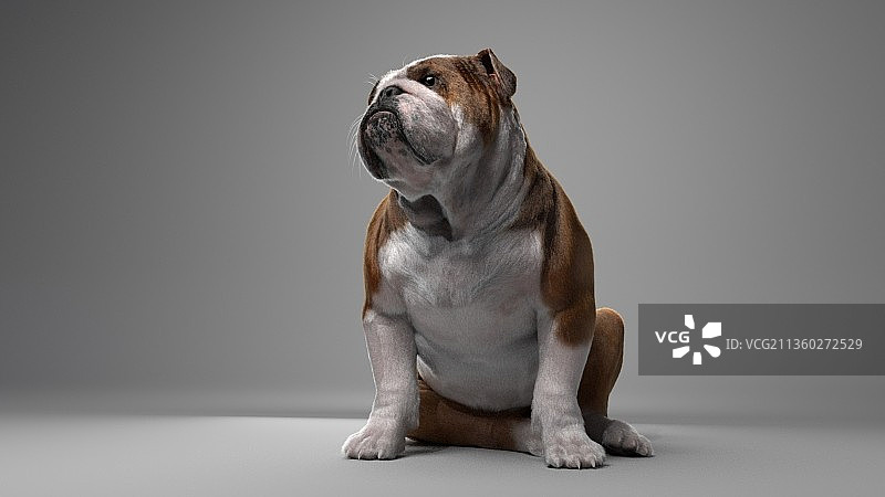 坐在灰色背景前的英国斗牛犬幼犬图片素材
