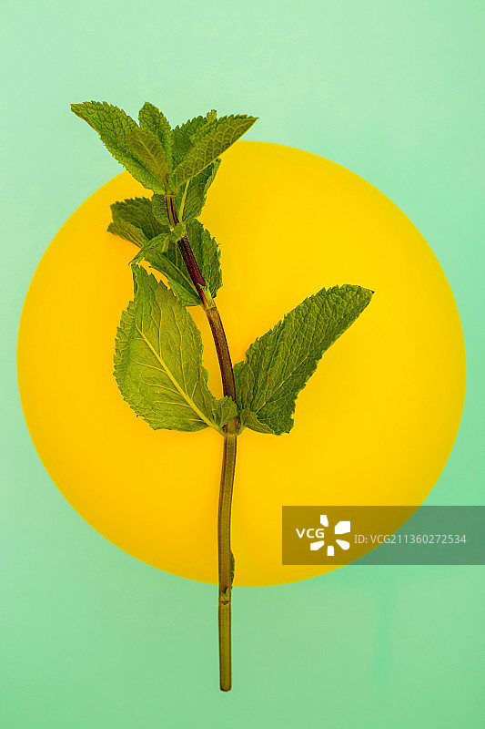 彩色背景下的叶子特写图片素材