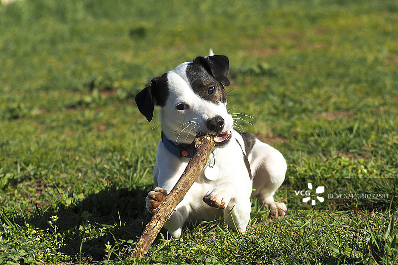 田野上的梗犬肖像，克罗地亚图片素材