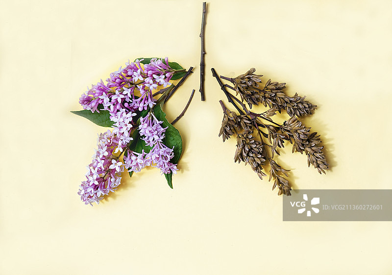 白色背景下的鲜花特写图片素材