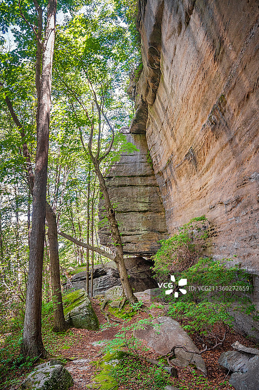 阿勒格尼国家森林公园，森林中生长的树木图片素材