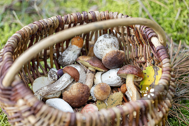 篮子里的蘑菇特写图片素材