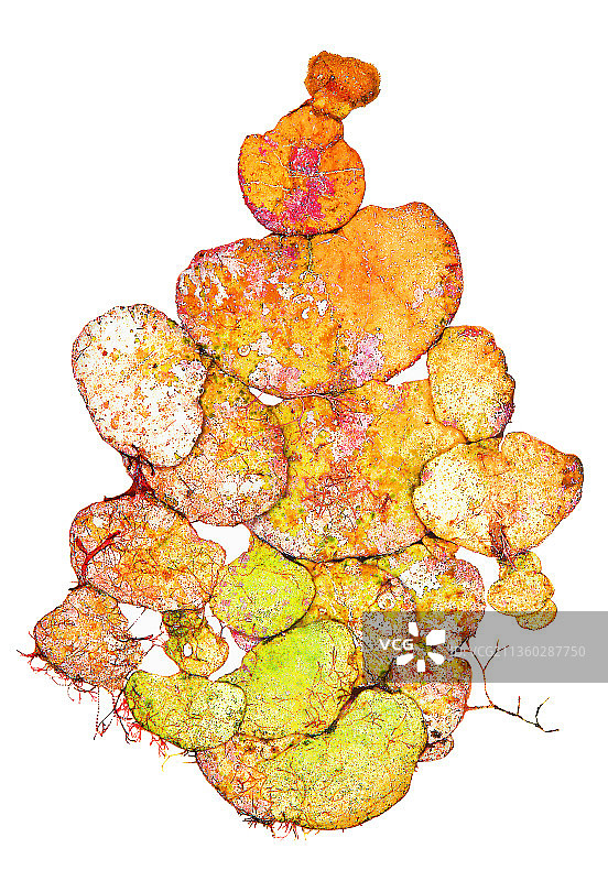 Algae, Octopus’s Garden图片素材