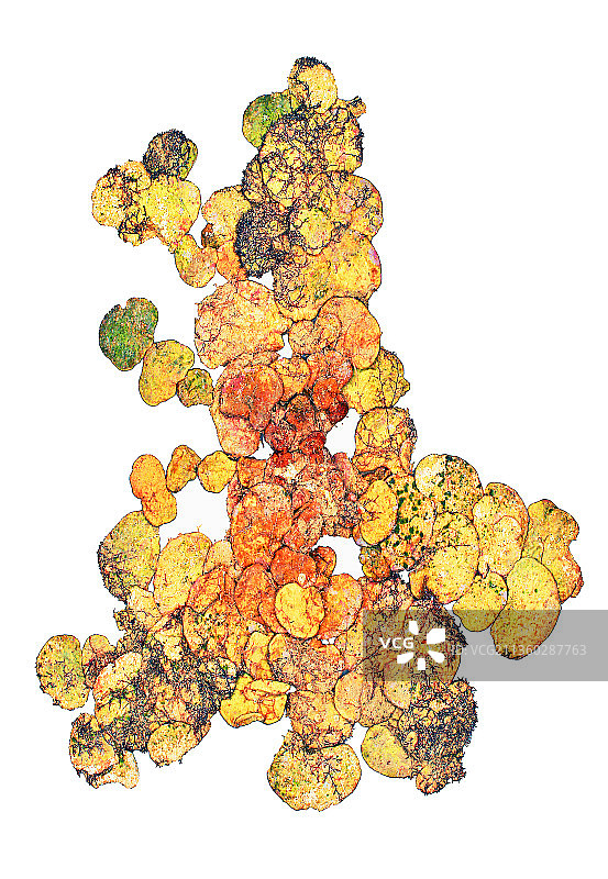 Algae, Octopus’s Garden图片素材