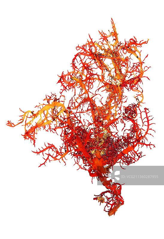 藻类：软骨藻图片素材