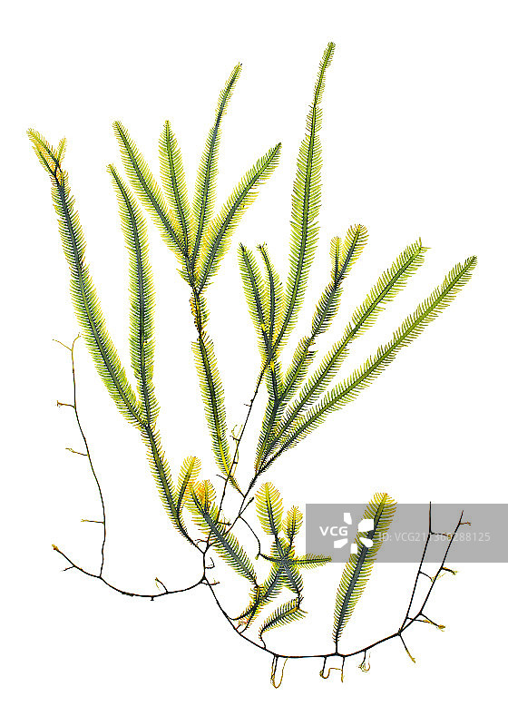 绿羽藻图片素材