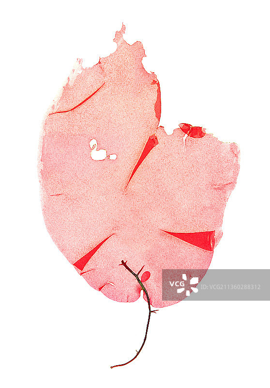 藻类，隐球藻图片素材