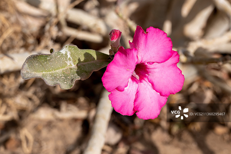粉红色玫瑰花的特写图片素材
