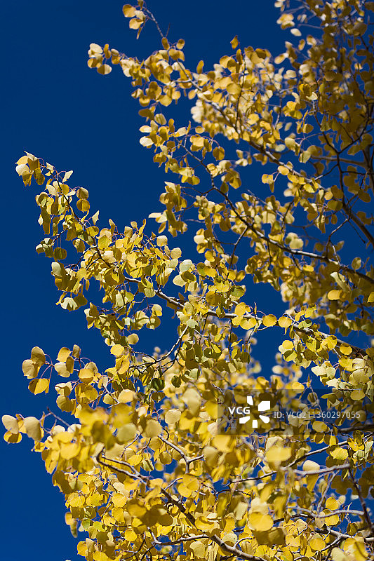 桑迪亚峰，黄色植物在晴朗蓝天下的低角度景观图片素材