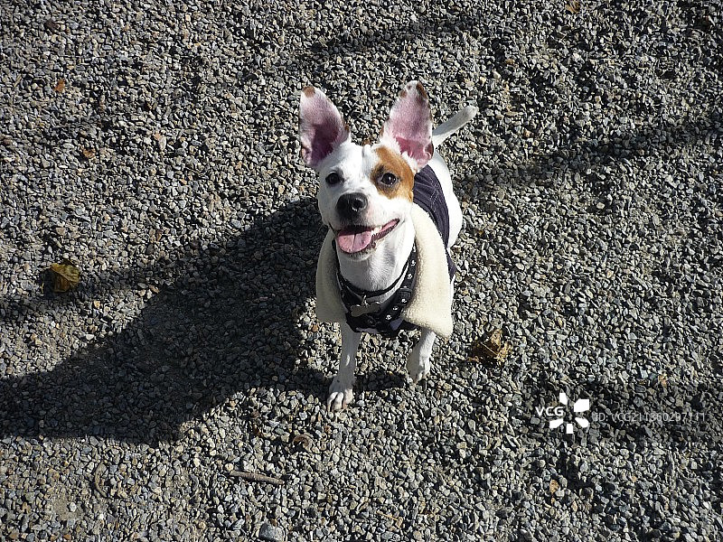 站在路上的狗狗高角度照片图片素材