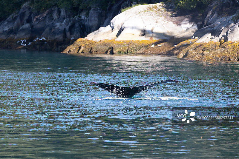阿拉斯加苏厄德冰川海洋野生动物，海豚在海中游泳的俯视角度图片素材