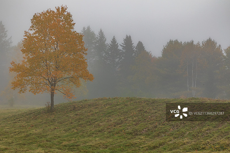 美国新罕布什尔州秋季田野树木图片素材