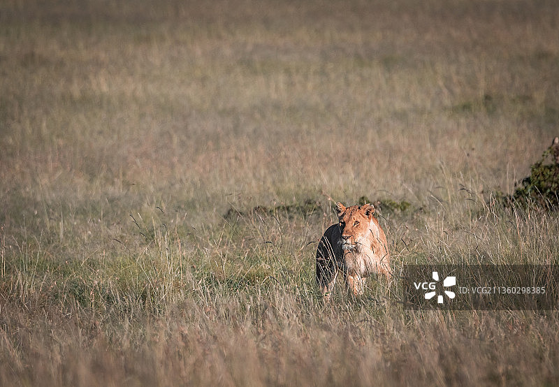 肯尼亚马赛马拉国家保护区内的雌狮图片素材