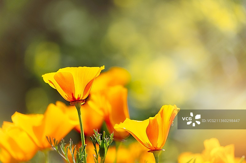 花园中的光芒：田野上黄色植物特写图片素材