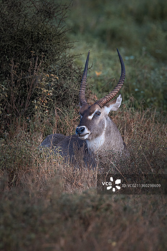 雄性水羚肖像，站立在肯尼亚安博塞利国家公园的草地上图片素材
