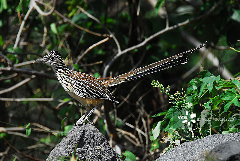 危地马拉野生走鹃的特写图片素材