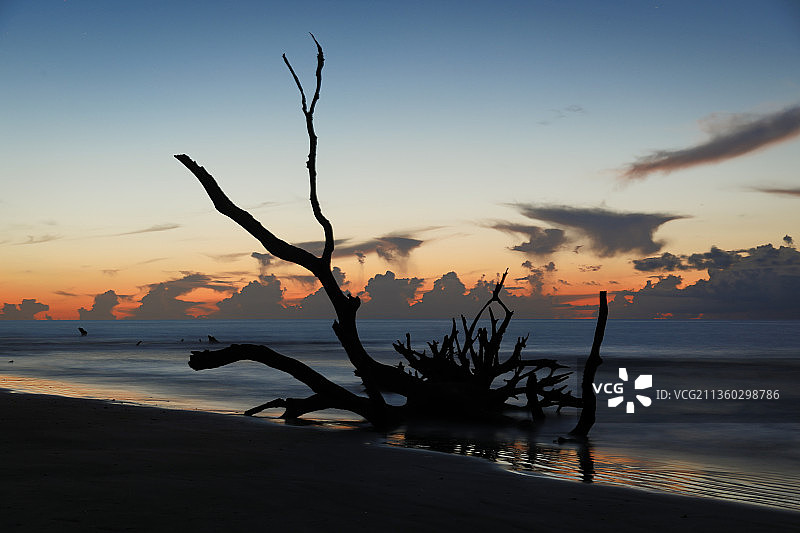 日落沙滩上的光秃树木剪影图片素材