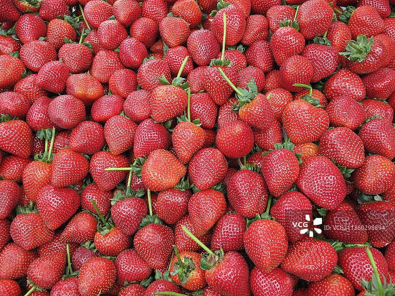 草莓全画幅拍摄图片素材