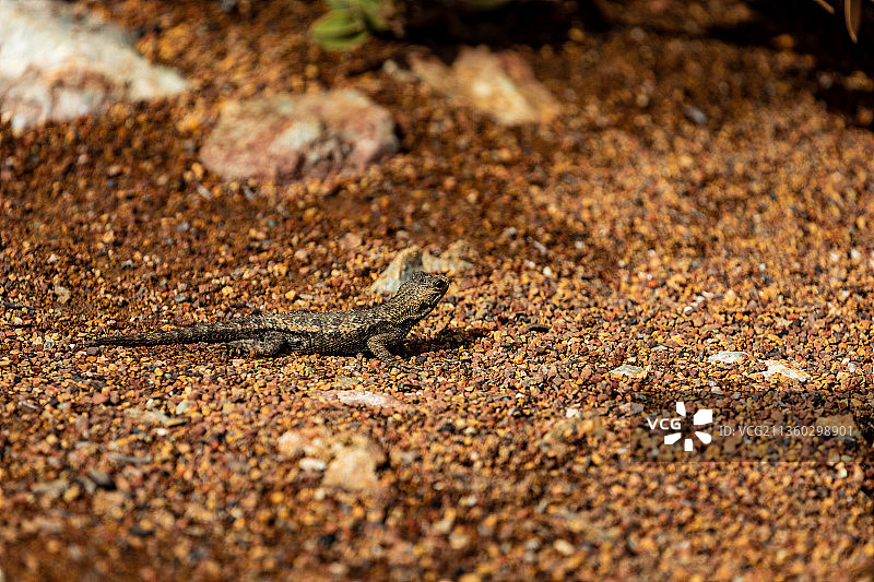 沙滩上的蜥蜴特写，美国图片素材