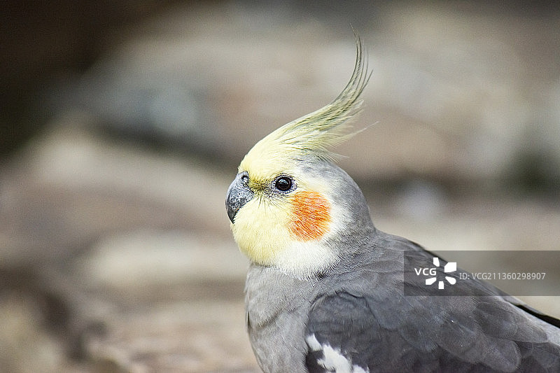 户外栖息的玄凤鹦鹉特写图片素材