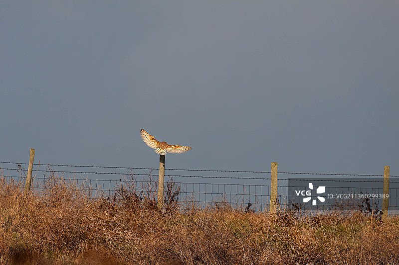 仓鸮降落在英国肯特郡的篱笆柱上图片素材