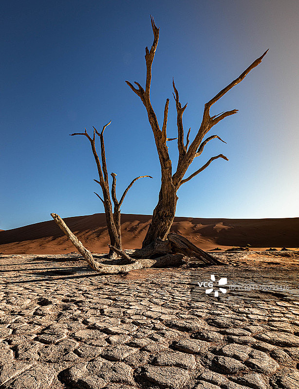 沙漠中光秃的树木景观图片素材