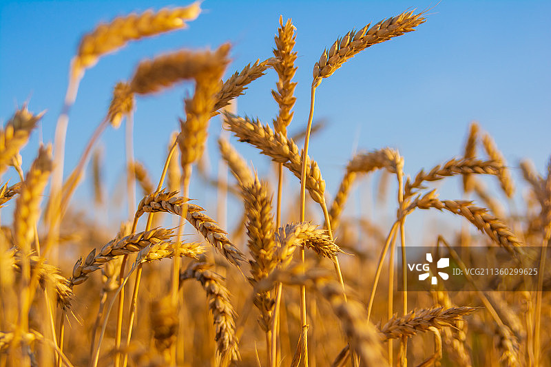 阳光下的金色麦田图片素材