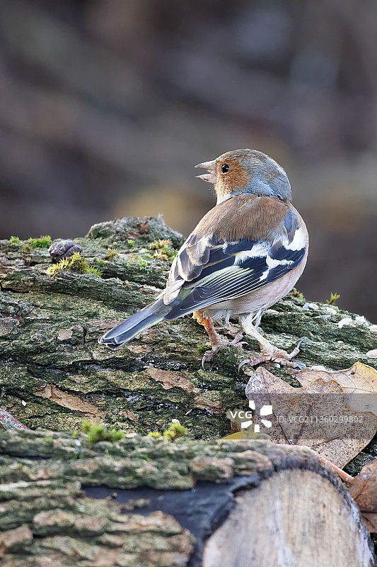 英国东格林斯特德苍头燕雀栖息岩石特写图片素材