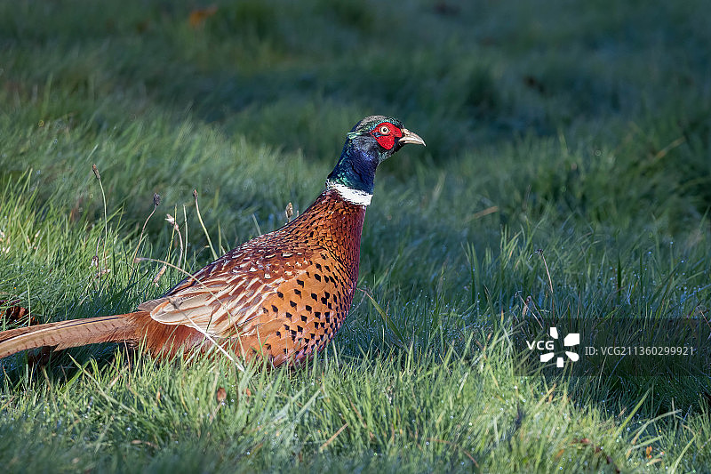 英国东格林斯蒂德草地上的戒指特写图片素材