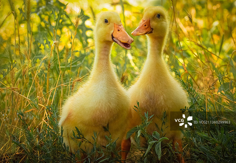 阳光明媚的日子里，两只小黄鸭在绿草地上行走图片素材