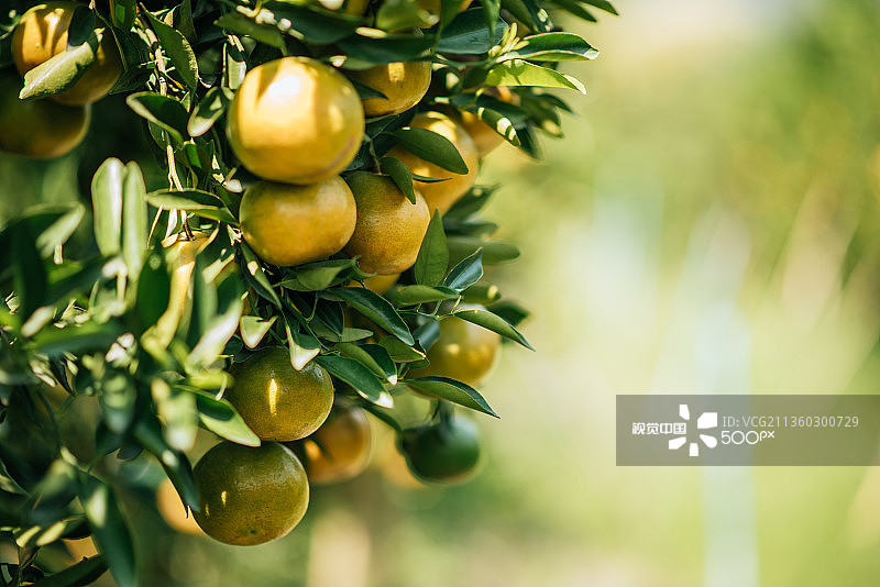 水果生长在树上的特写图片素材