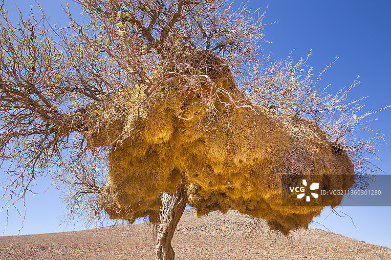 纳米比亚蓝天下枯树仰视角度图片素材