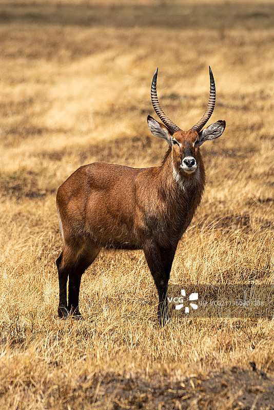 站在田野里的鹿肖像，坦桑尼亚图片素材