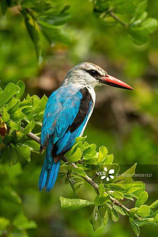 从绿叶树枝向下看的林地翠鸟图片素材