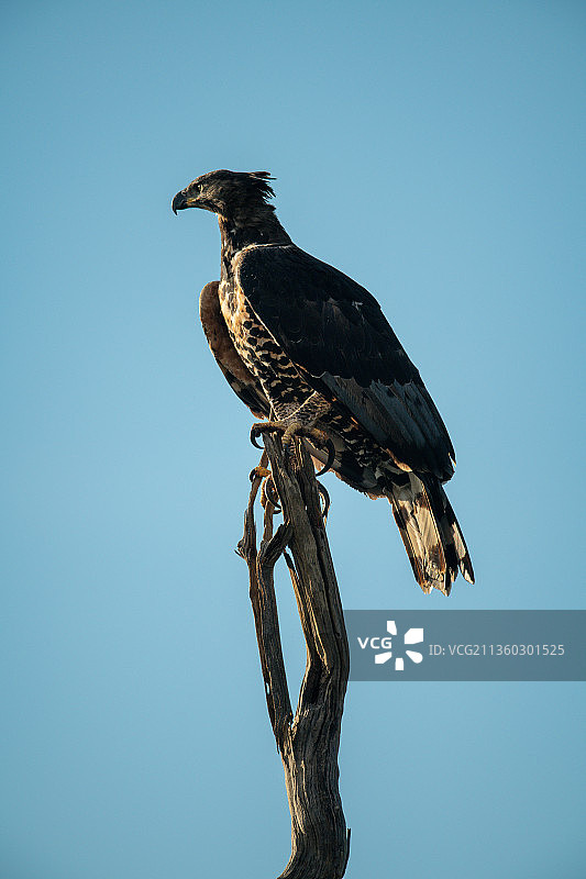 非洲冕鹰栖息在树桩上，坦桑尼亚图片素材