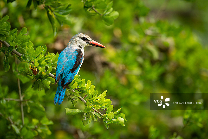 翠鸟栖息在绿叶树枝上向下看图片素材