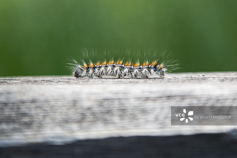 木头上的毛毛虫特写图片素材