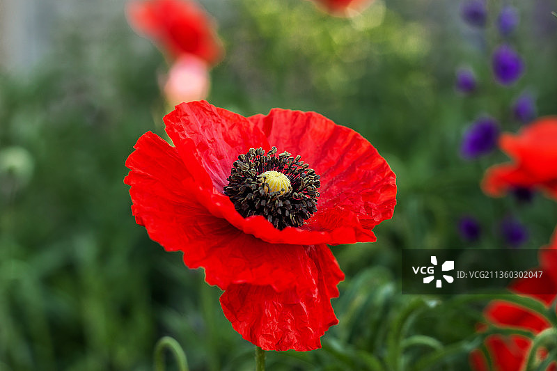 红色罂粟花的特写镜头图片素材