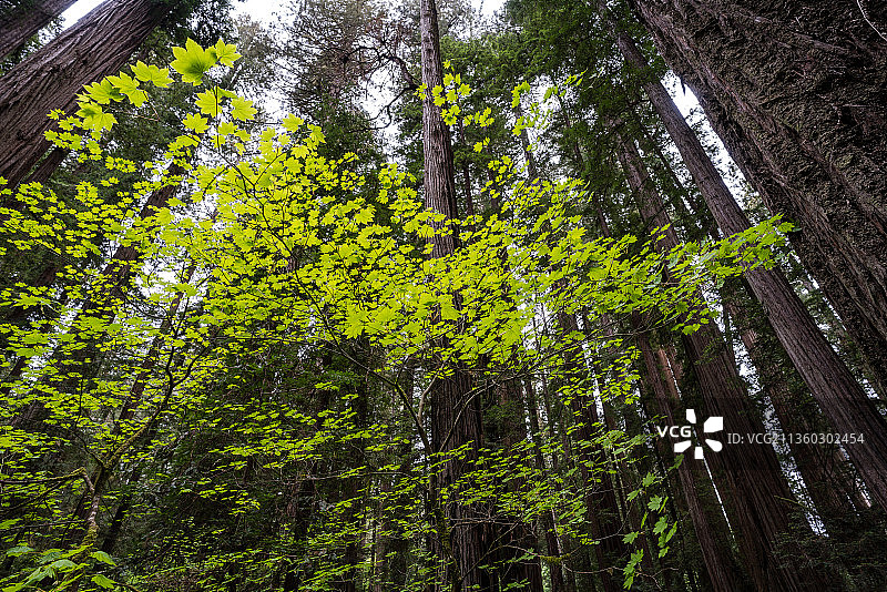 森林中竹树的低角度视图图片素材