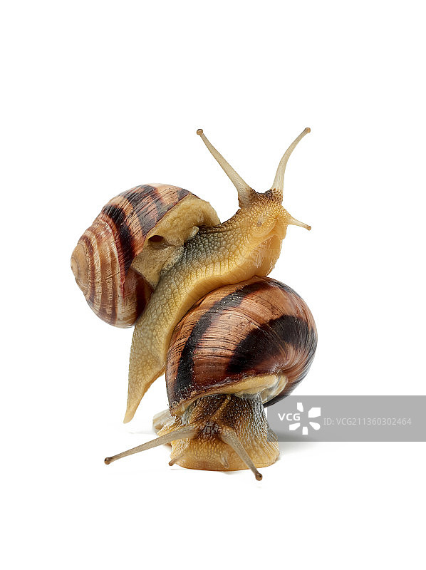 白色背景上孤立的两只棕色蜗牛图片素材