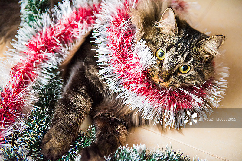 圣诞树下戴着花环的趣味挪威猫图片素材