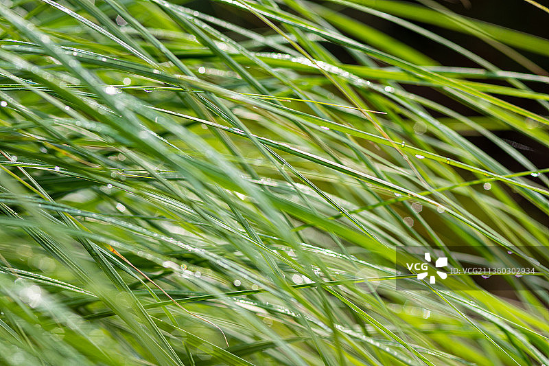 捷克新鲜绿草的完整画面图片素材