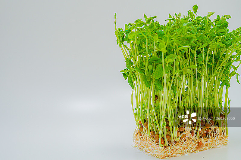 茂盛的新鲜马梅纳照片图片素材