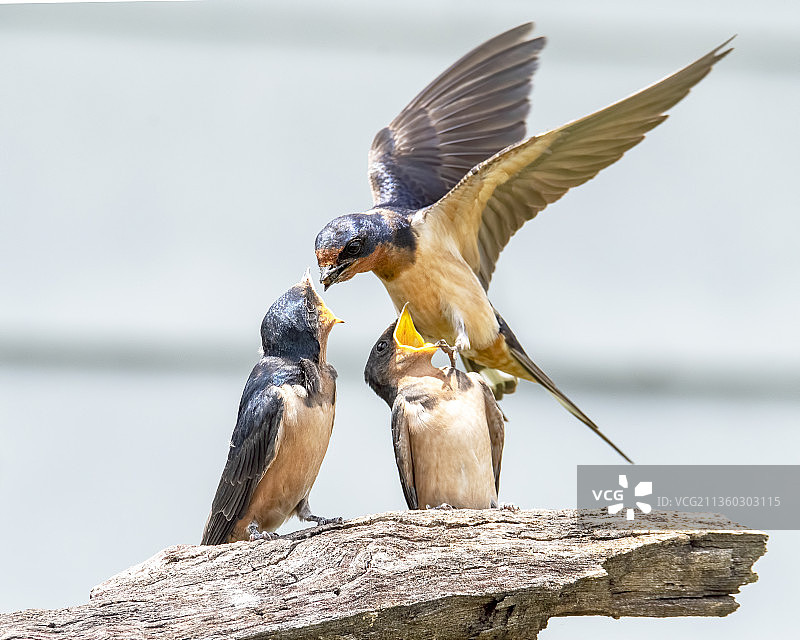 戴胜鸟喂幼鸟，科里尔县，德克萨斯州，美国图片素材