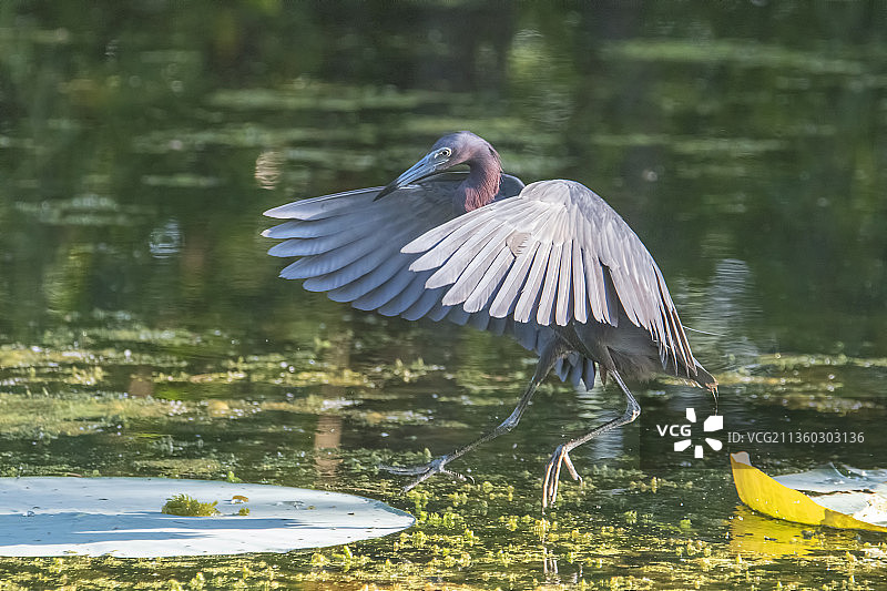 灰鹭飞过湖面特写图片素材