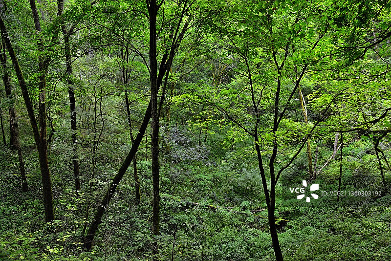 美国森林树木图片素材