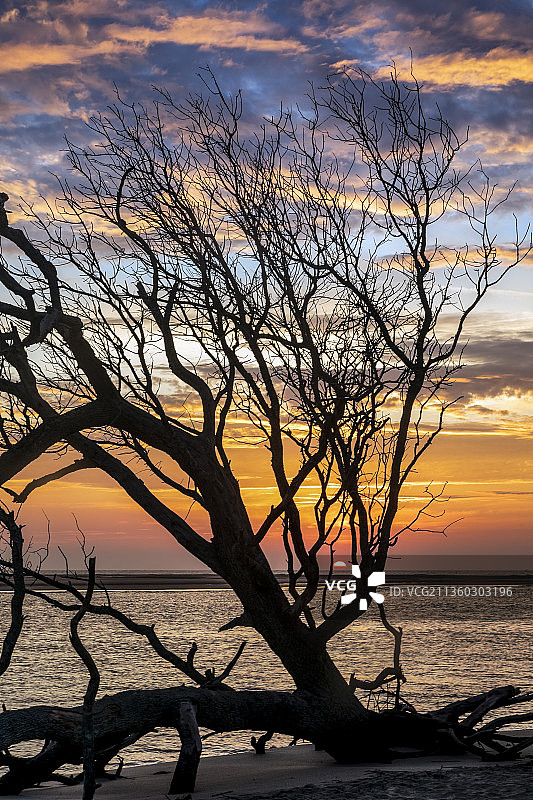 日落时分，福丽海滩的日出，光秃秃的树在海边，背景是天空，美国南卡罗来纳州福丽海滩图片素材